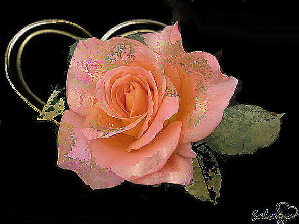  Divinity Rose