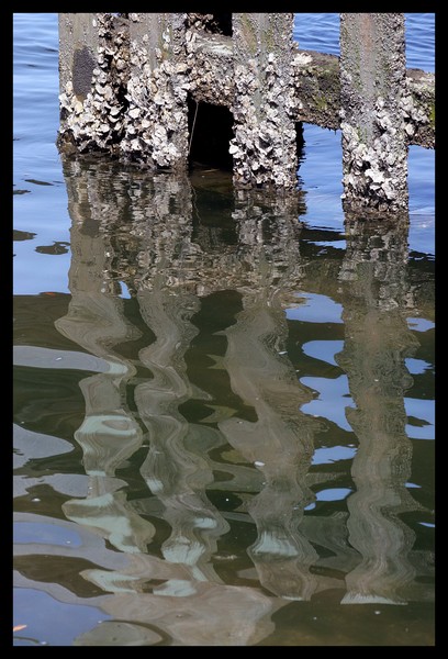 barnacles