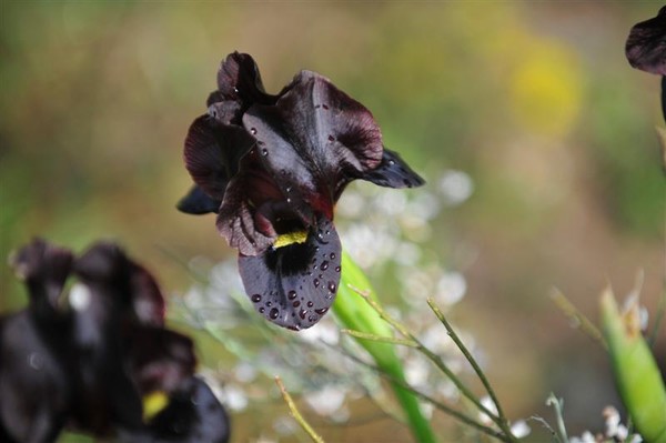 black Irus - Ness Ziona natural resreve