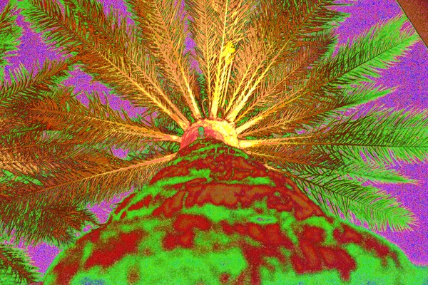 Date Palm