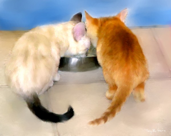 Two Kittens at Lunch