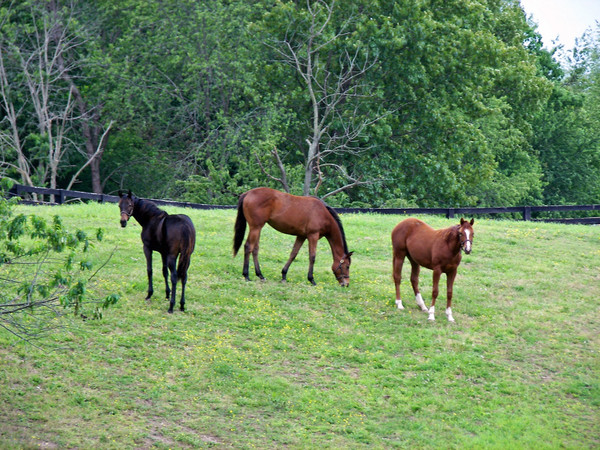 Three horses in a field