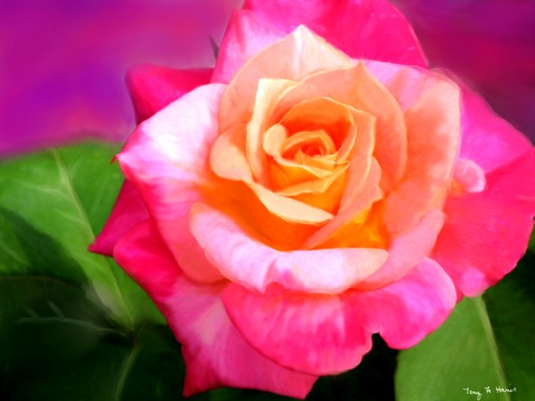Sunset Rose For My Mother