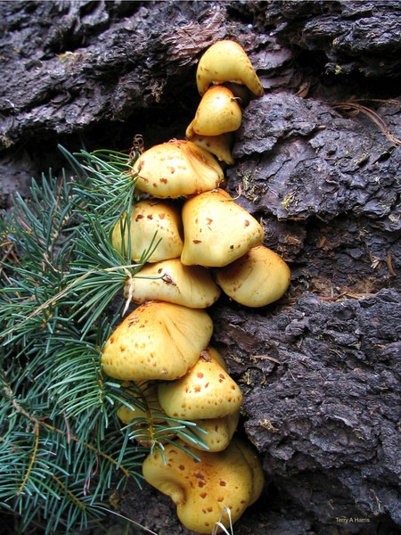 Beauty of Fungus