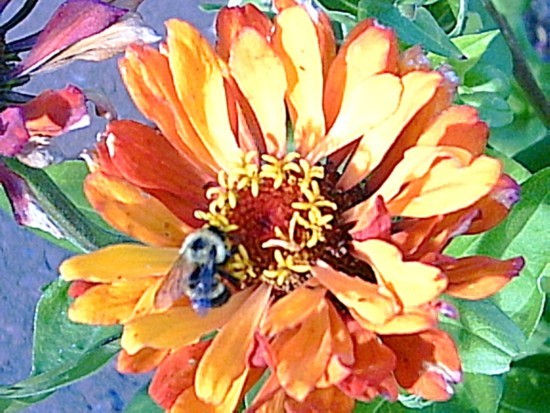 My bee 1