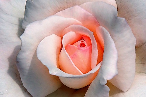 Pink Rose Macro