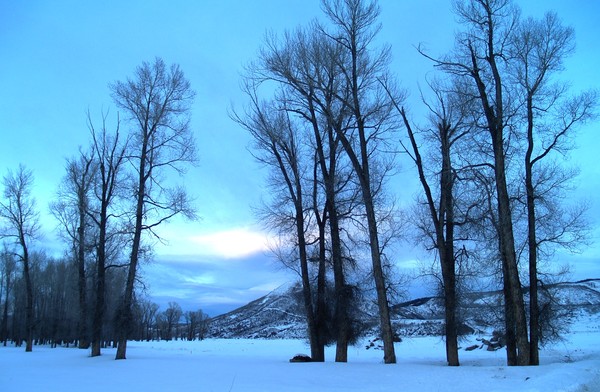 Cottonwoods At Dusk