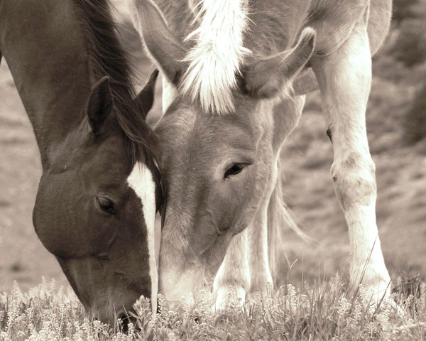 Good Buddies