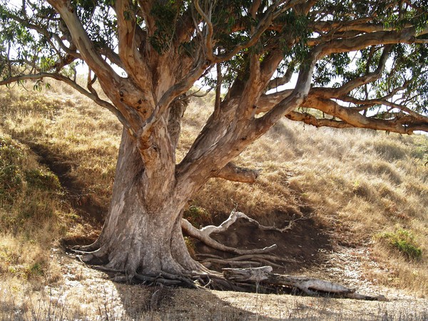 Giant Eucalyptus Tree