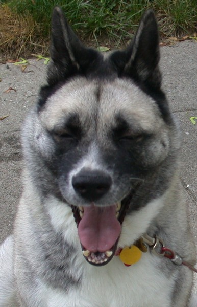 Laughing Nikita