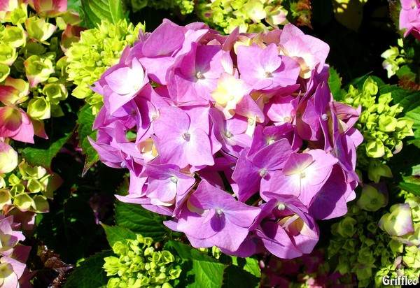HYDRANGEA