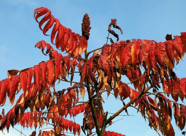 AUTUMN REDS