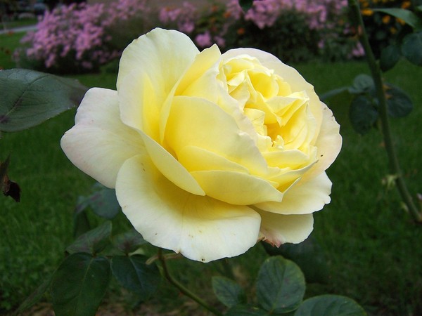 Yellow Rose