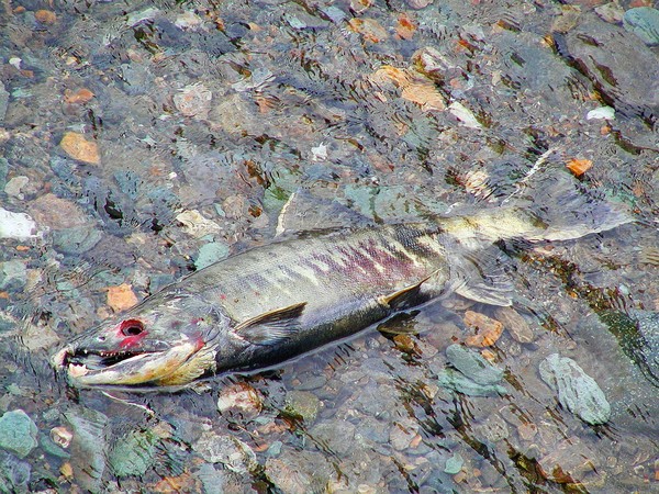 Dead Trout