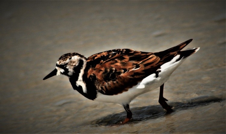 Ruddy Turnstone