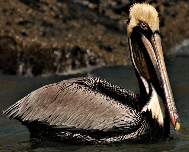 The Eye of the Brown Pelican