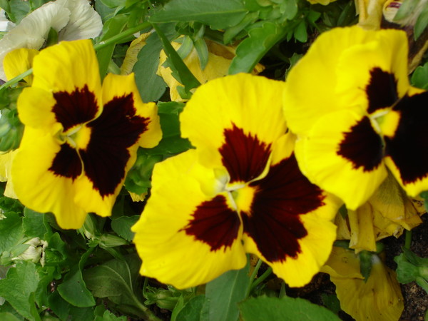 yellow pansys
