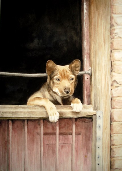 Dog on the watch.