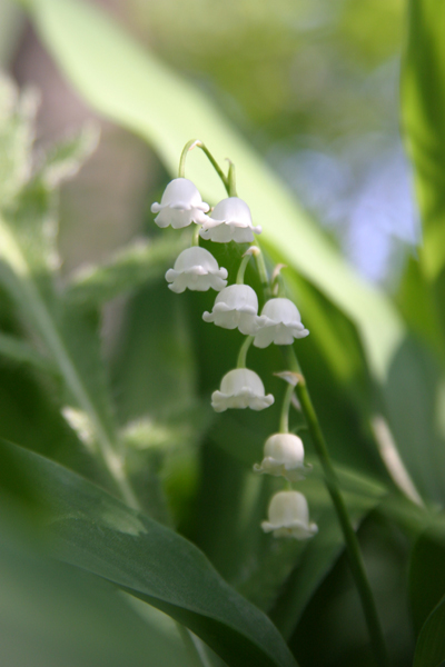 Lily of the Valley