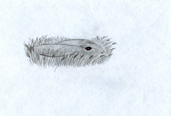 rabbit1