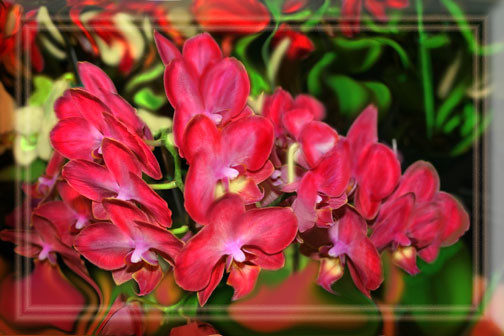 SUPREME ORCHIDS OF LOVE