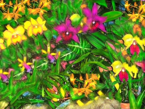 ORCHIDS OF THE EMPRESS