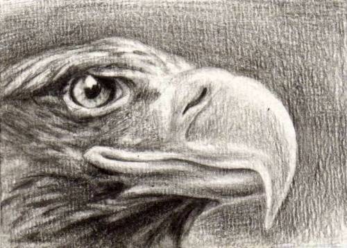 Eagle ACEO