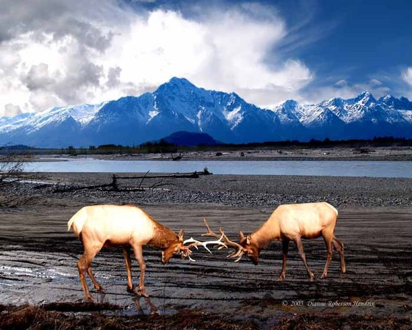 Elk Challenge
