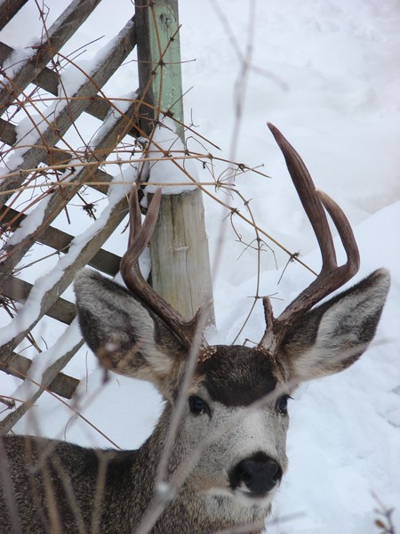 Muley Buck
