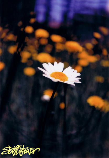 A Daisy Alone