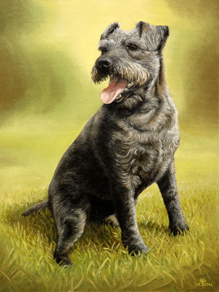 Lakeland Terrier