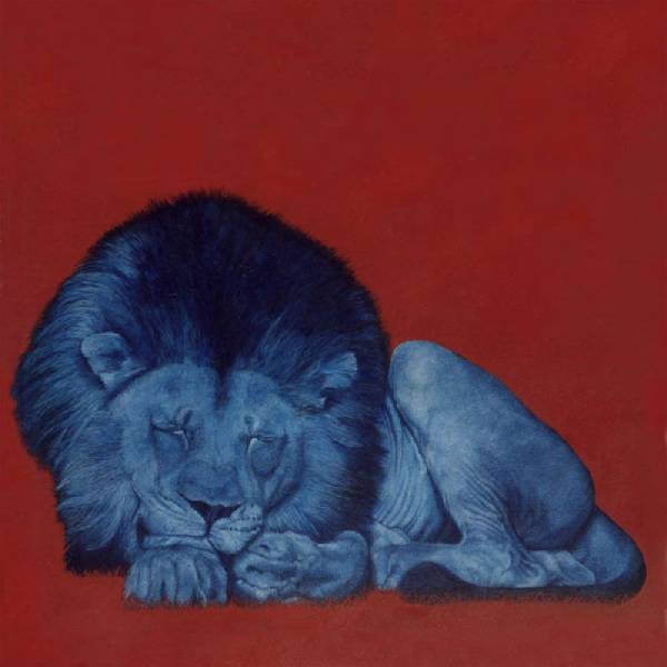 Lion dreaming