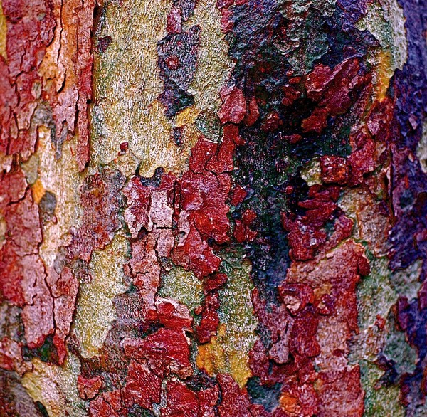 Every Tree Tells A Story #14
