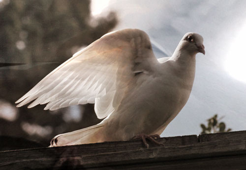 Purity of Holy