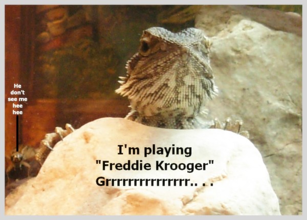 Freddie Krooger
