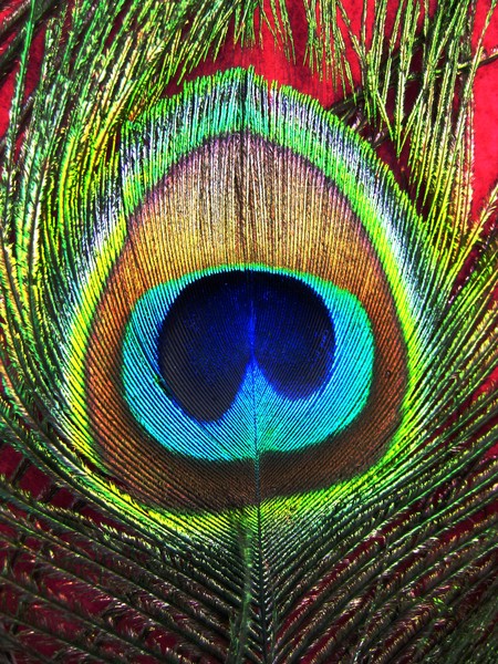 Peacockfeather