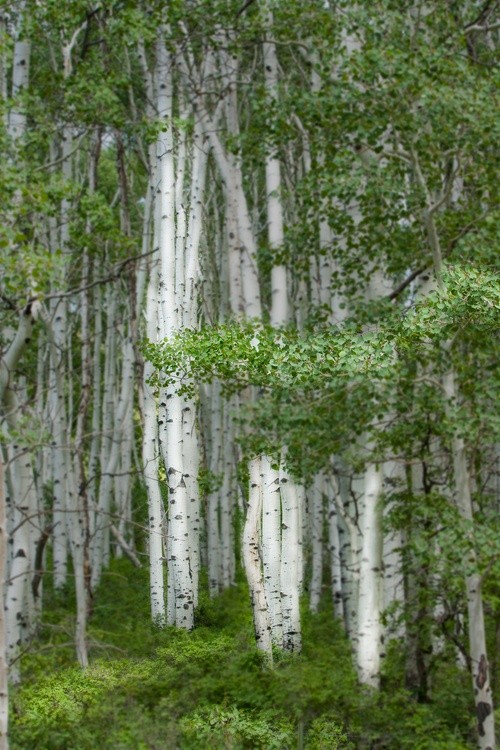 Aspen Forest