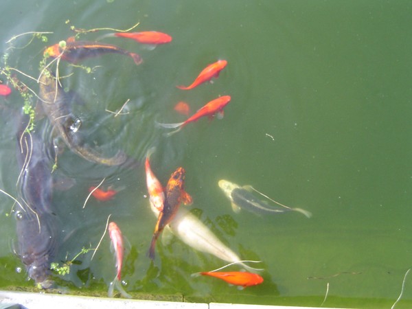 sun is out fish are out