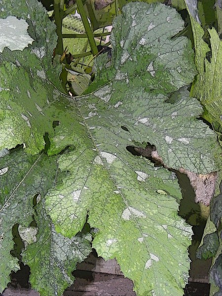 Leaves