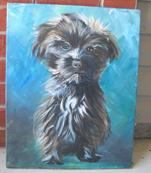 Bailey, Maltipoo
