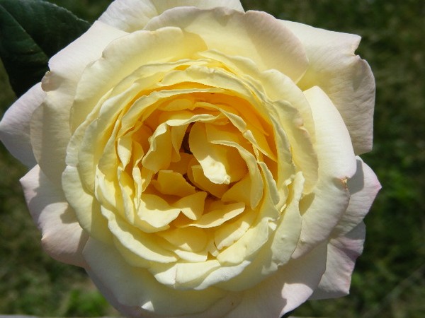 Yellow Rose