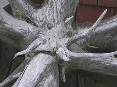 Driftwood