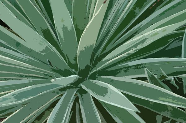 CactusPoint
