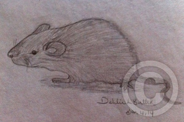 Mouse