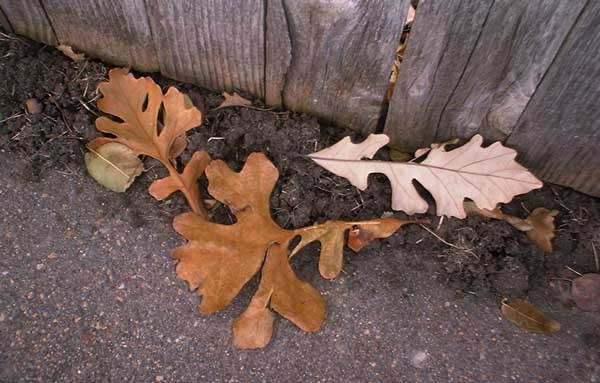 Oak Leaves