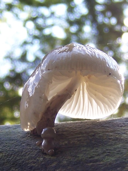 Little sunbrella sitting lonely on a tree