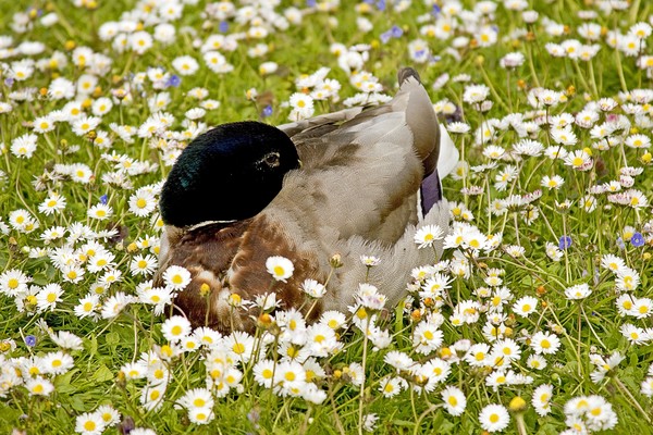 Duck and Daisy's