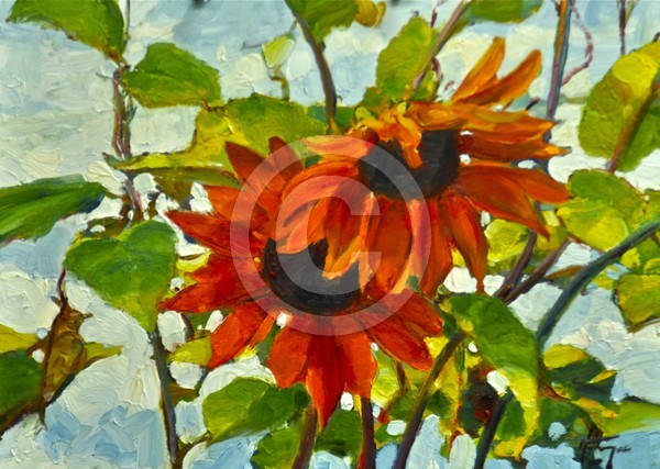 Red Sunflowers