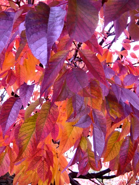 Colors of Autumn