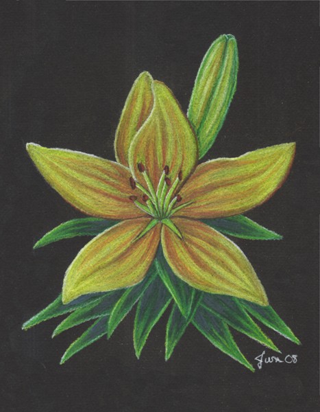 Lily on Black -- Revised
